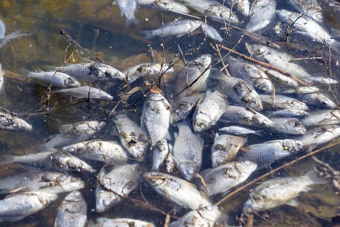 Winter fish kills - Jones Lake Management